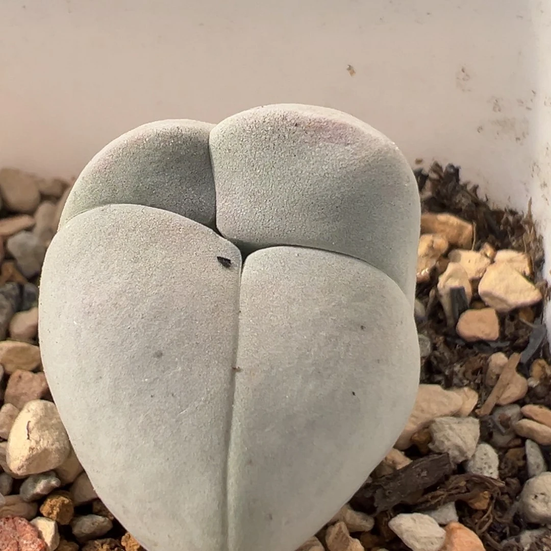 93多肉植物百科知识