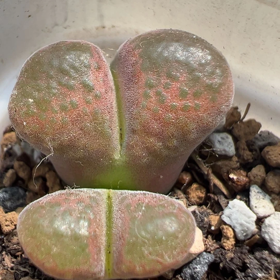130多肉植物百科知识