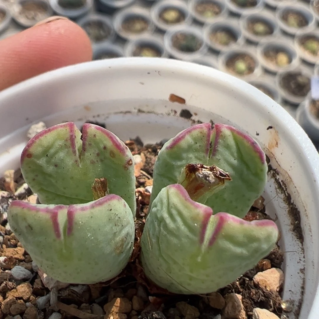 30多肉植物百科知识