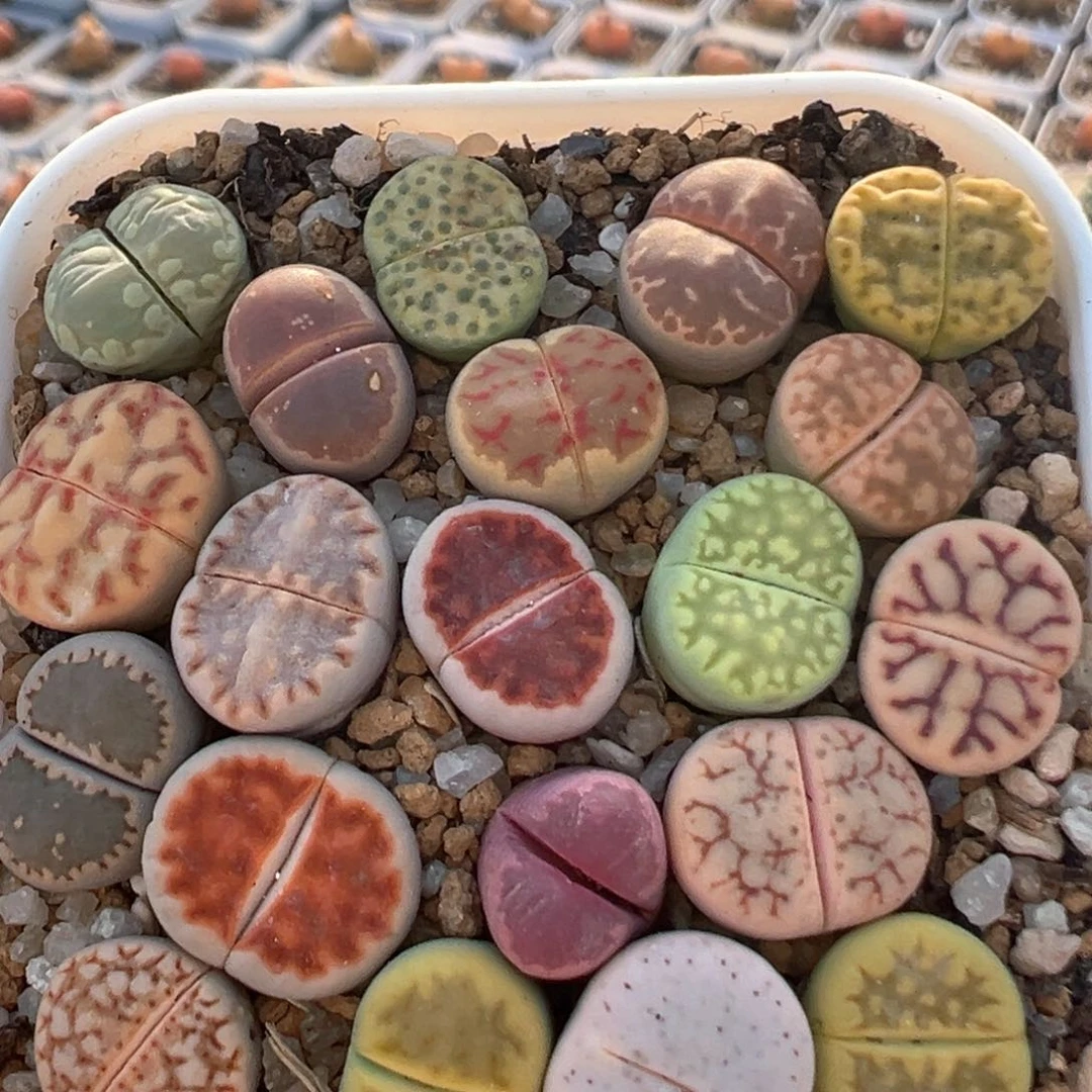 104多肉植物百科知识