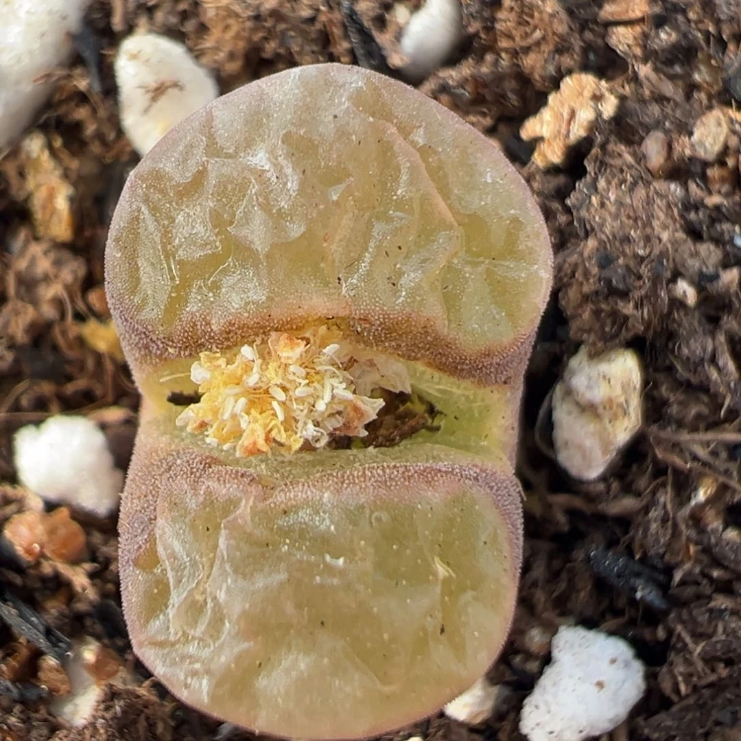 82多肉植物百科知识