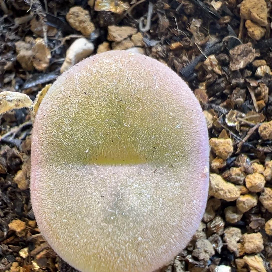 36多肉植物百科知识