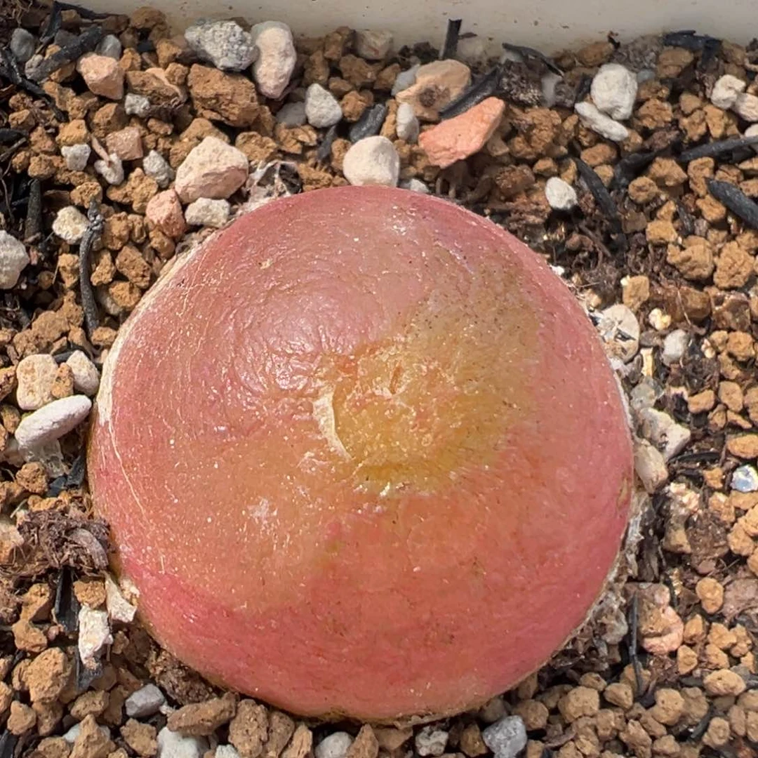 67多肉植物百科知识