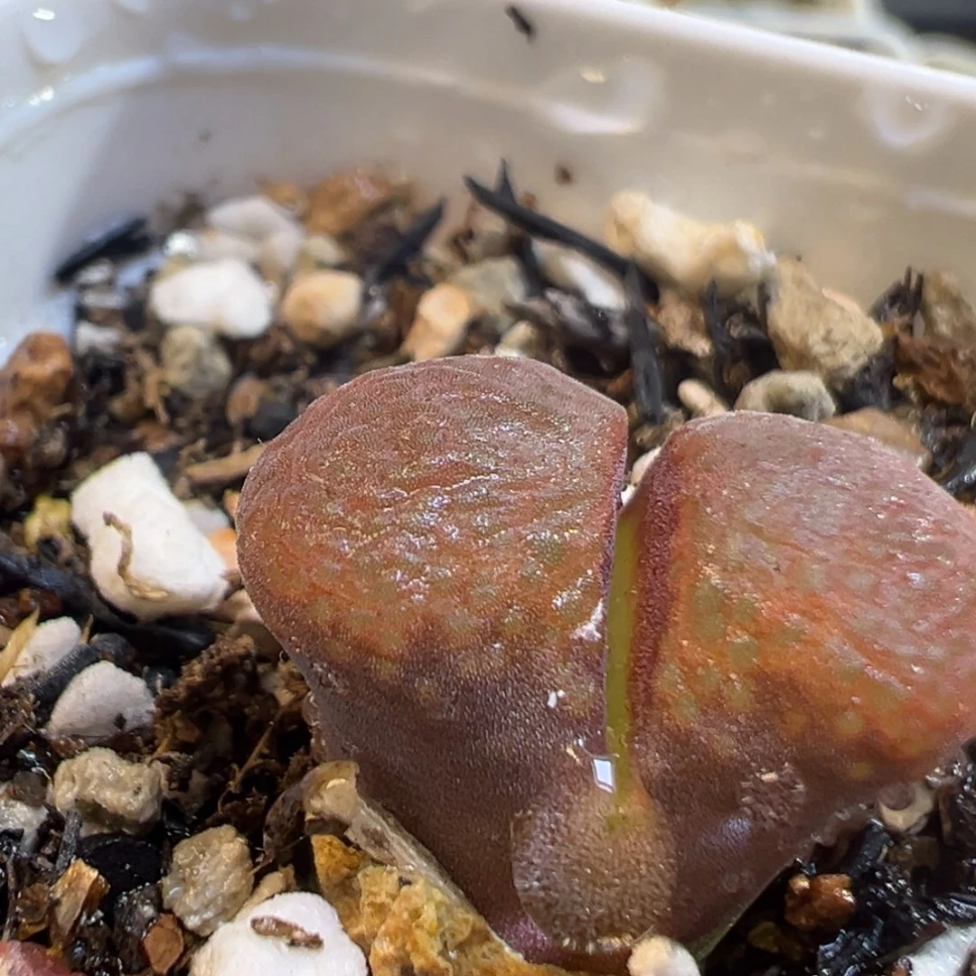 63多肉植物百科知识