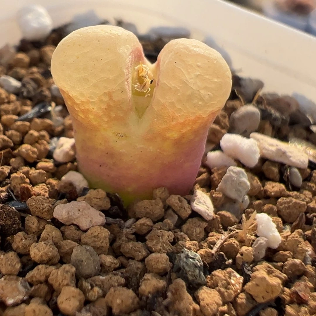 28037多肉植物种类