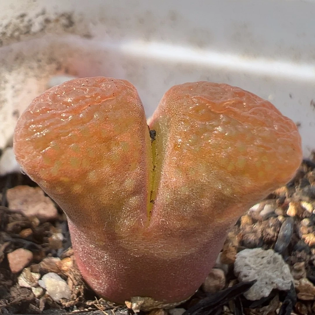 81多肉植物百科知识