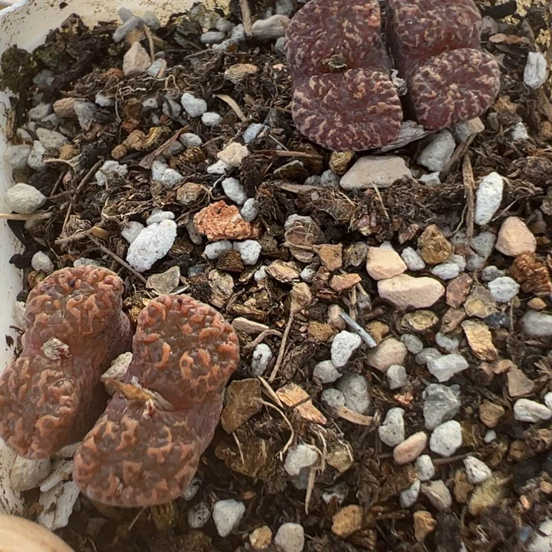 160多肉植物百科知识