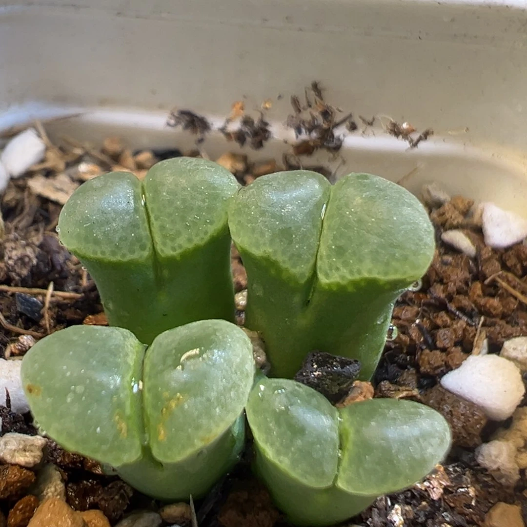 75多肉植物百科知识