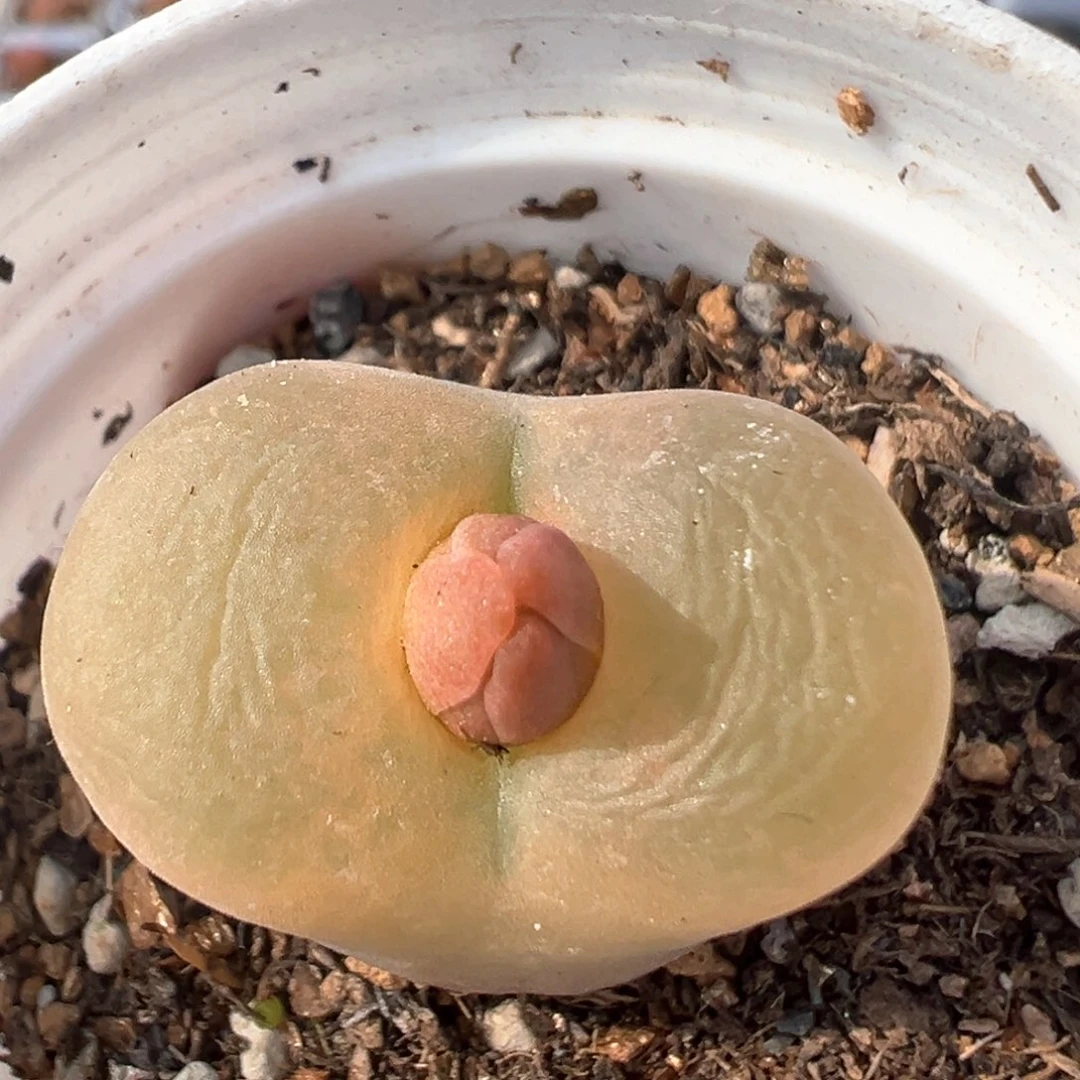 80多肉植物百科知识