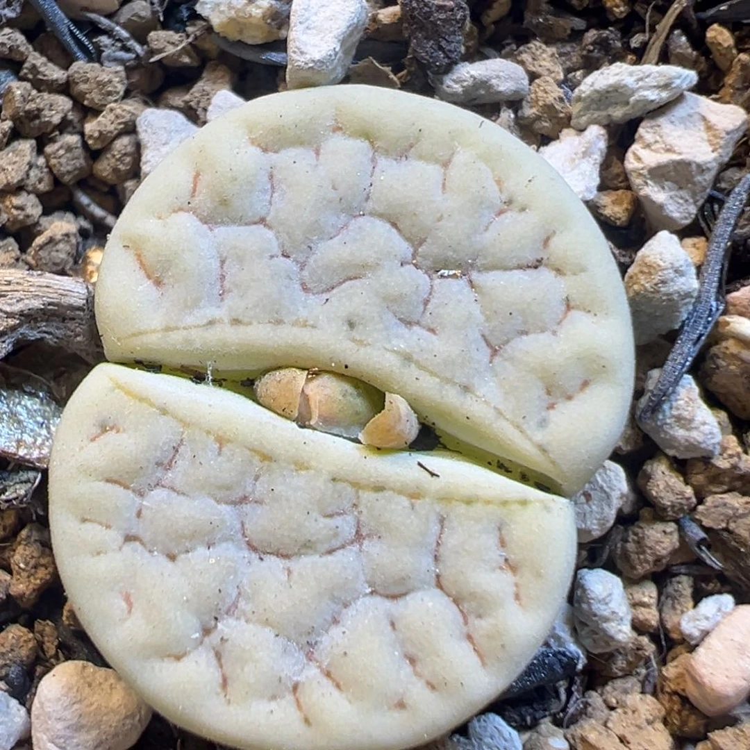 1927多肉植物百科