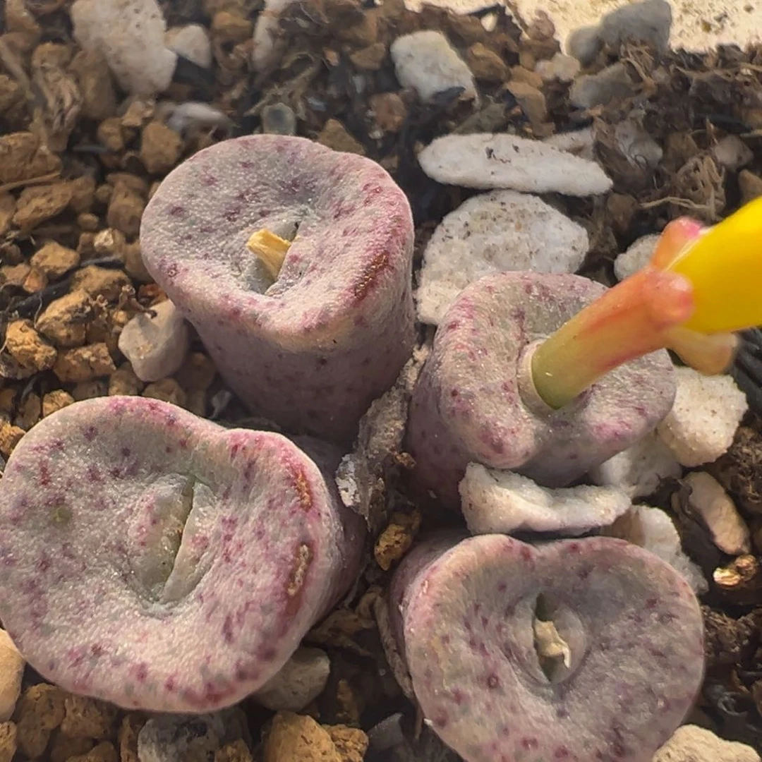 106多肉植物百科知识