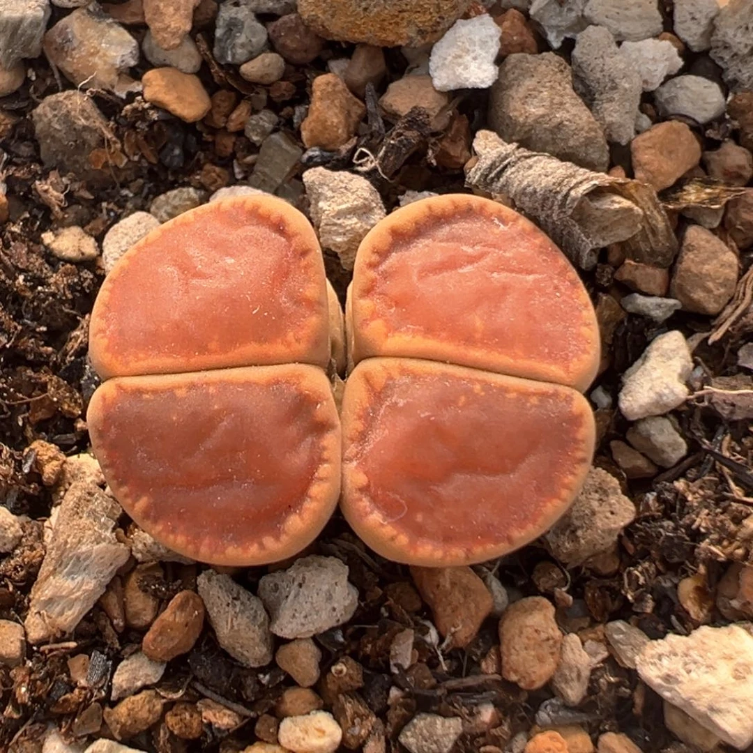 201多肉植物百科知识