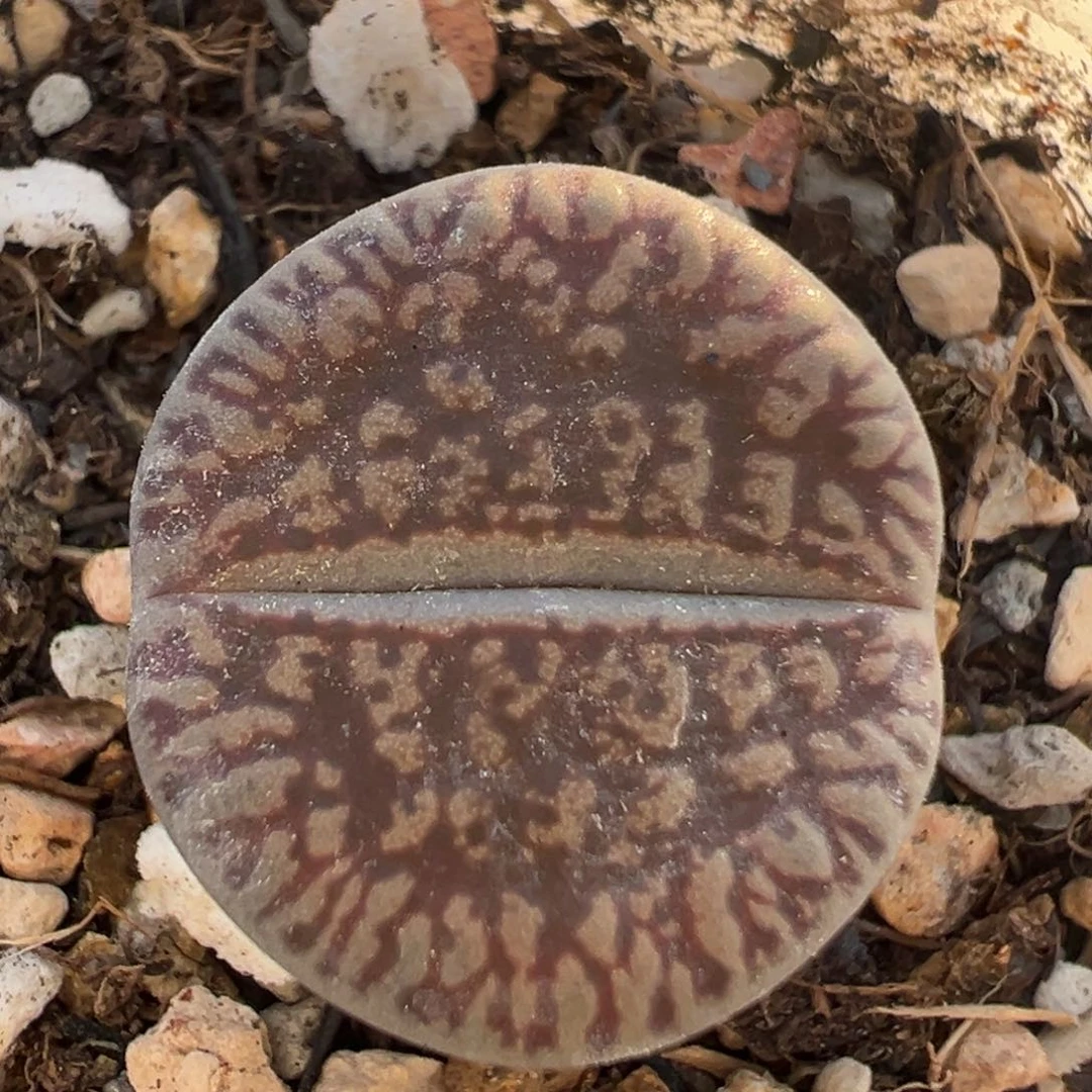 221多肉植物百科知识