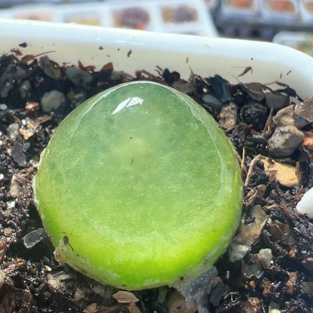 80多肉植物百科知识