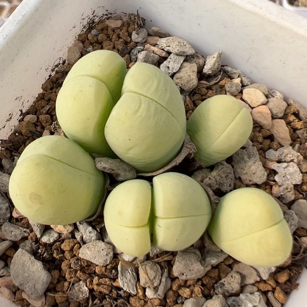 44多肉植物百科知识