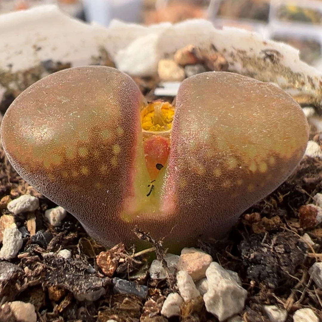 101多肉植物百科知识