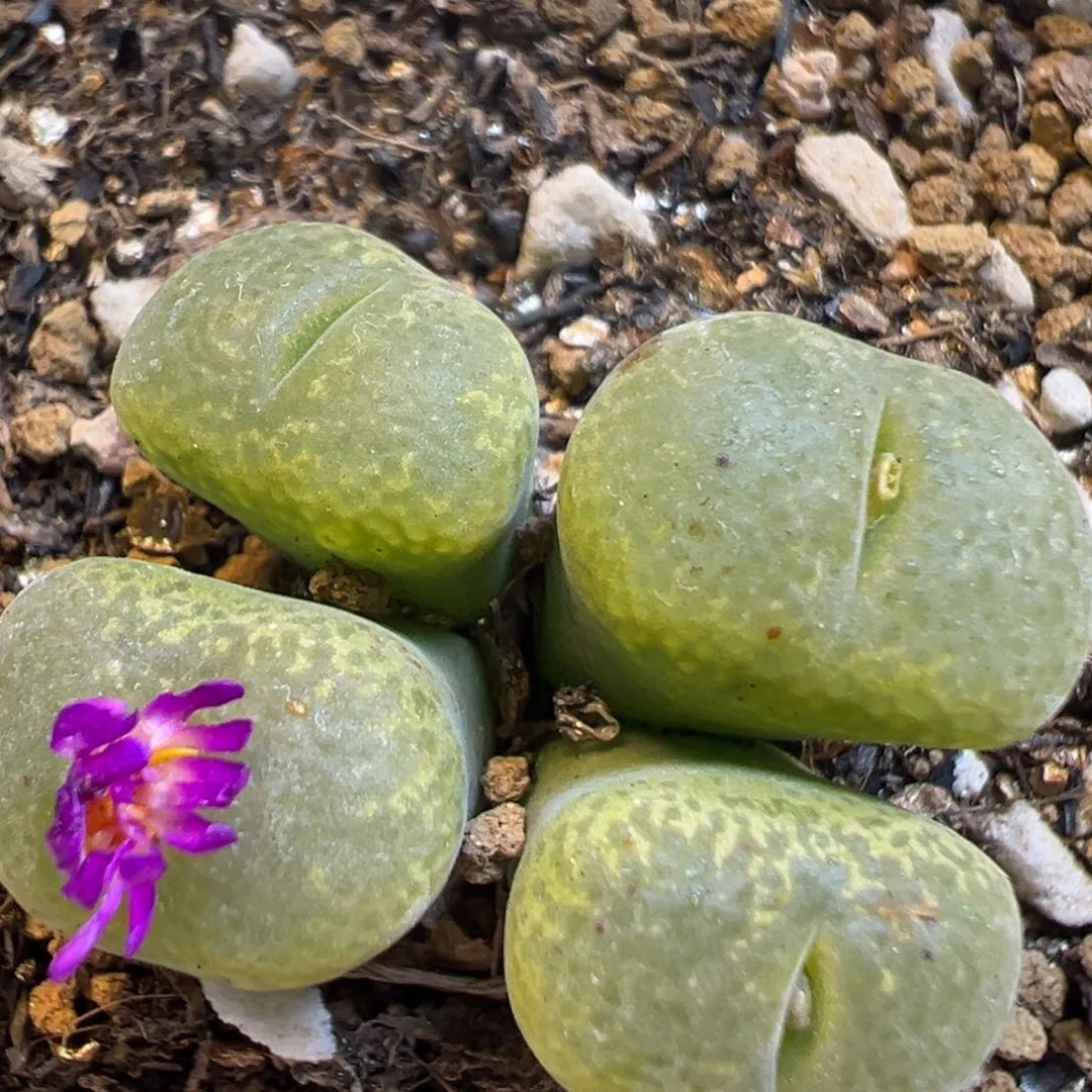 29多肉植物百科知识百科