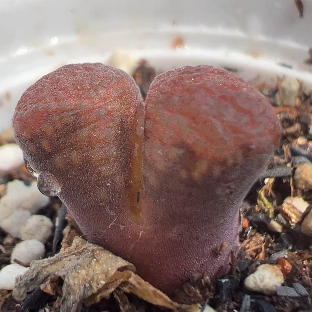 117多肉植物百科知识