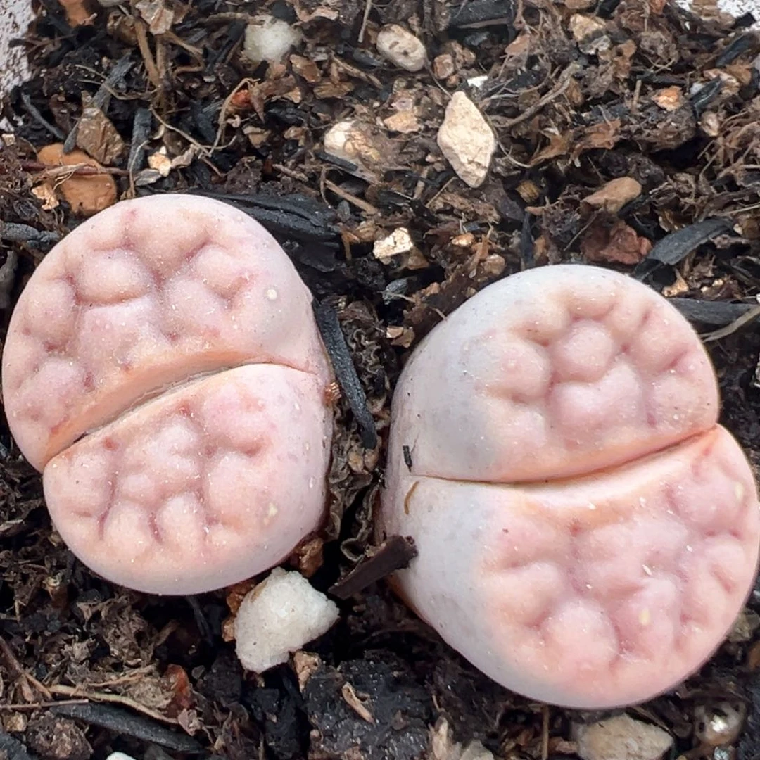 122多肉植物百科知识