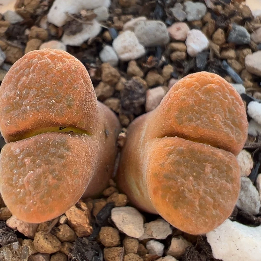 180多肉植物百科