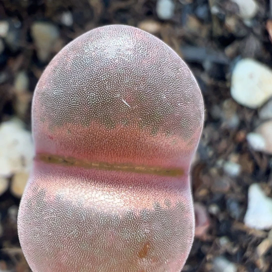 95多肉植物百科知识