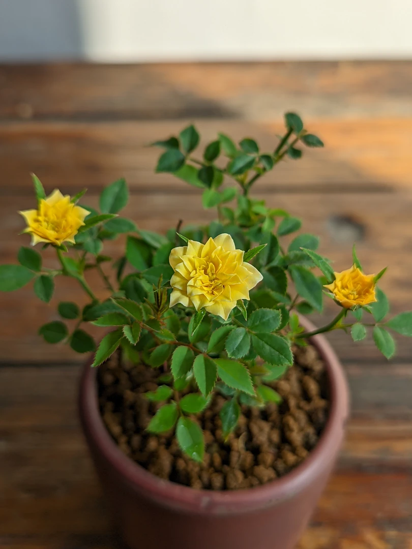 姬月季 黄金雅玫瑰  迷你月季 四季开花 超微月季 勤花带花苞发货