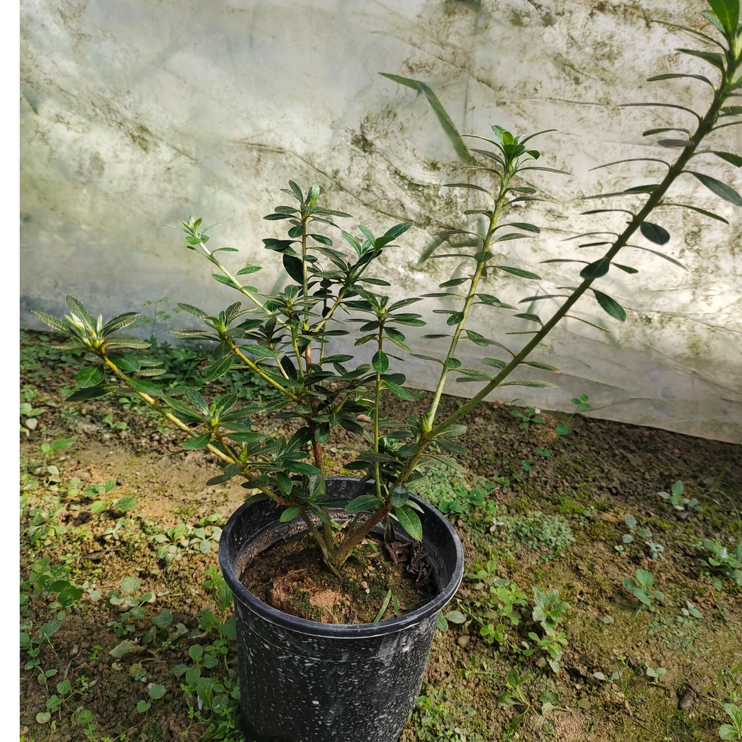 皋月杜鹃花 花舞鼓