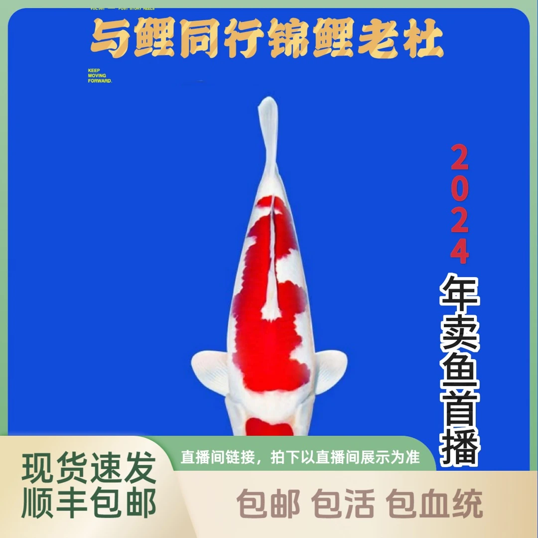 【与鲤同行–锦鲤老杜】福袋精品小鱼2条