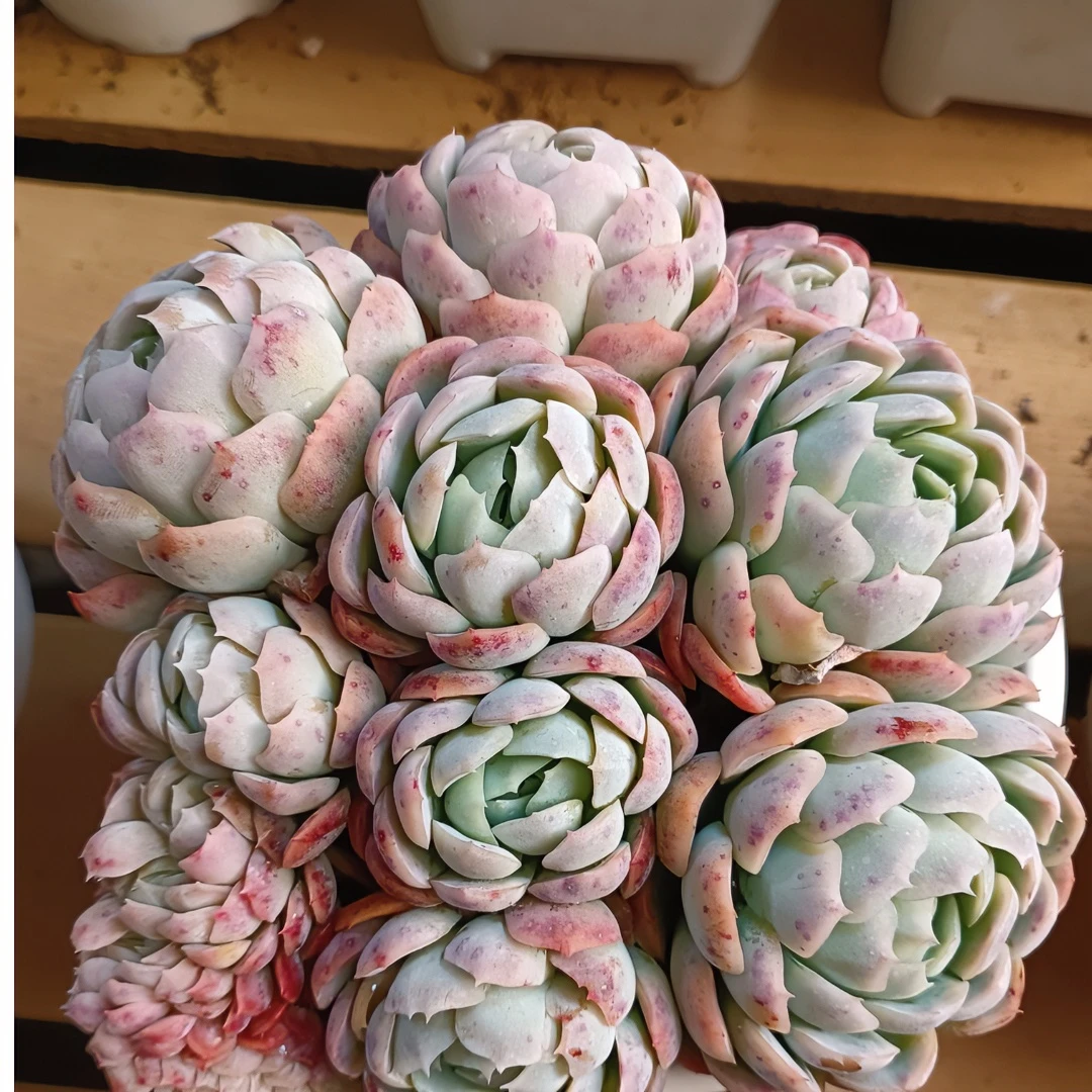 精品多肉一物一拍