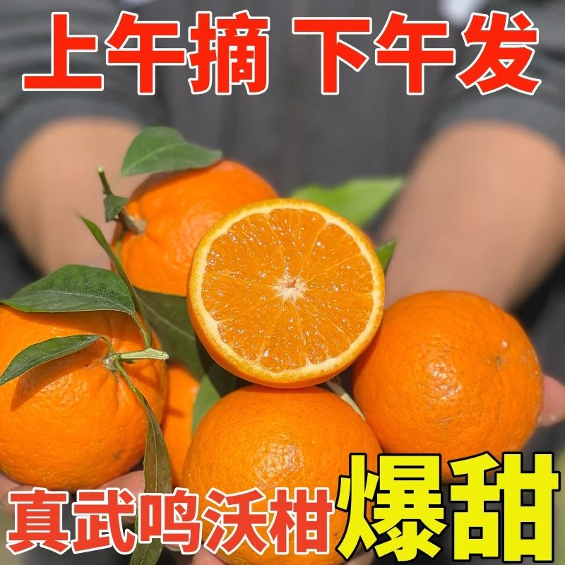 【爆甜 沃柑】正宗广西武鸣沃柑大果新鲜当季水果5/8斤包邮沃柑