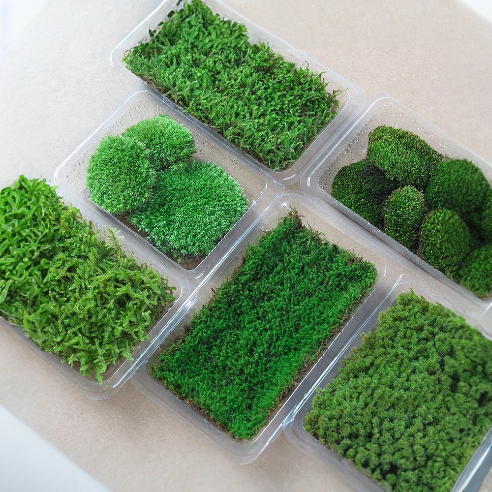 园艺景物鲜活苔藓微景观植物盆景四季庭院盆栽铺面水陆缸假山青苔