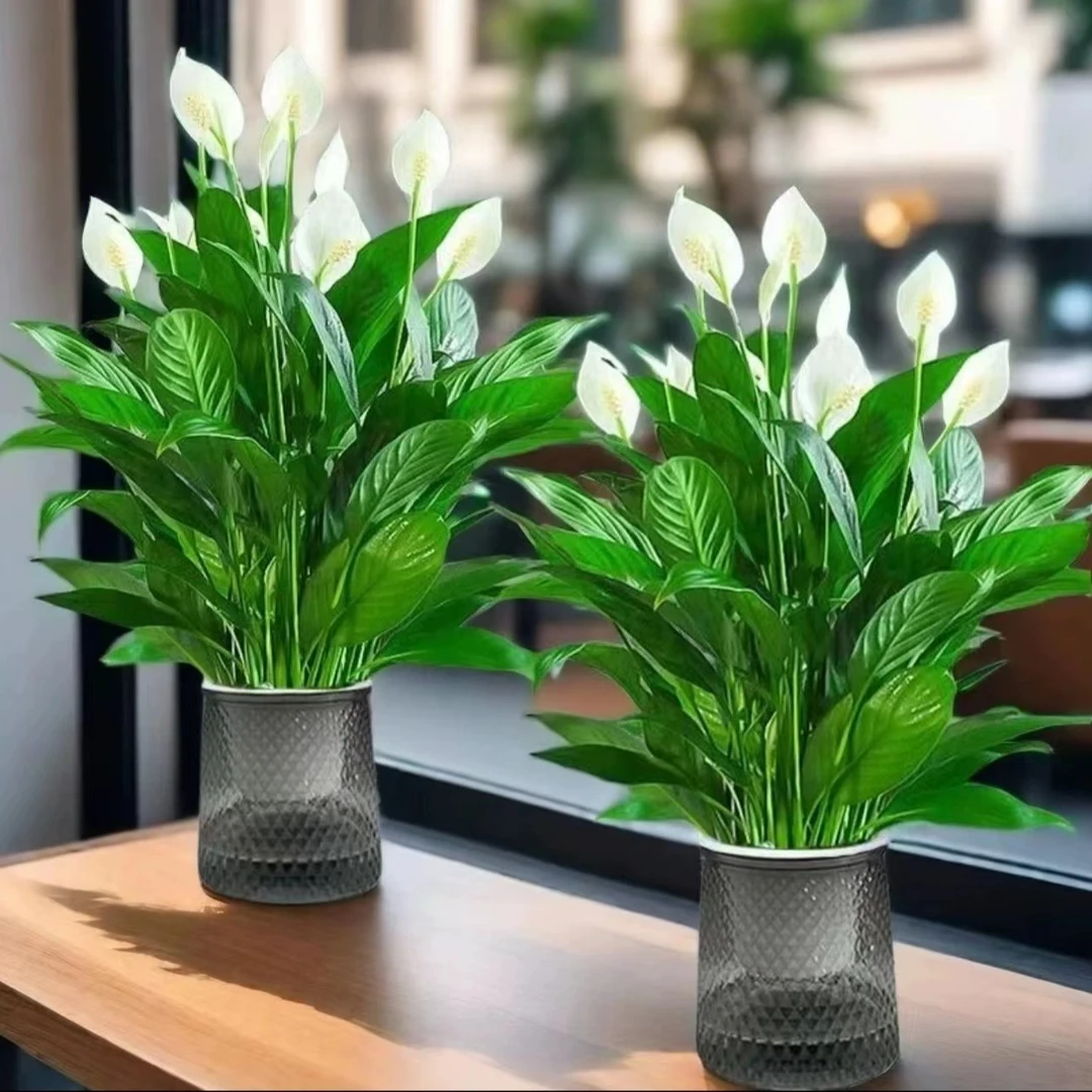 【买一送一】白掌一帆风顺绿植盆栽室内美观水培白掌