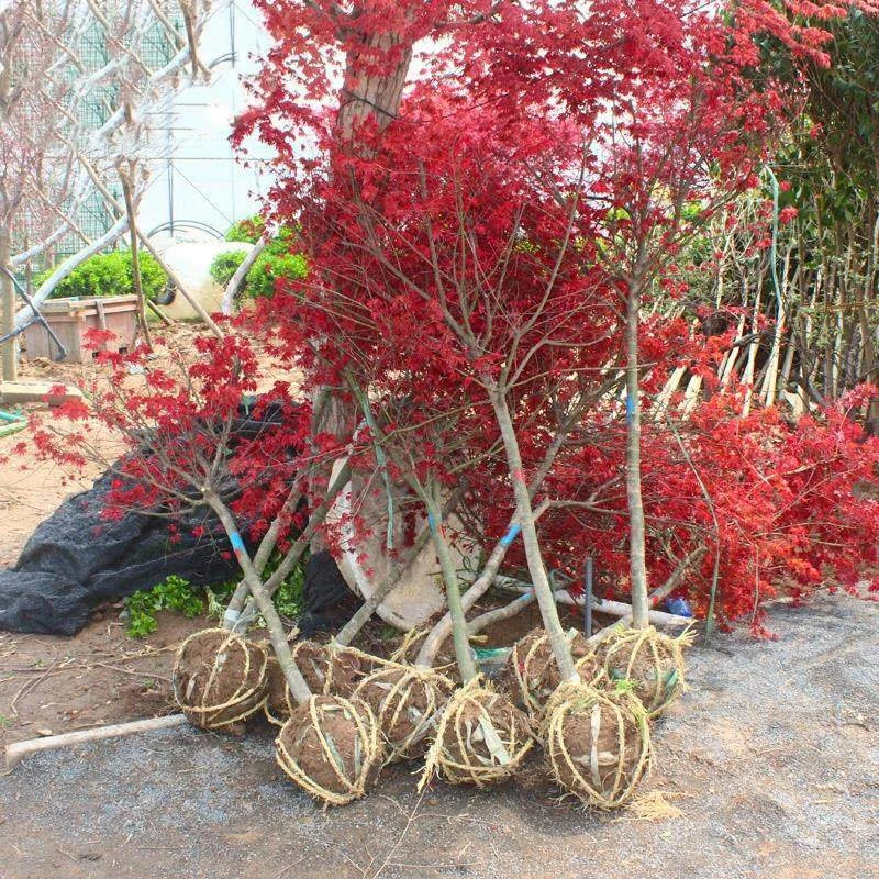 红枫树苗小苗中国红红枫庭院别墅栽种盆景地栽行道风景植物工程苗