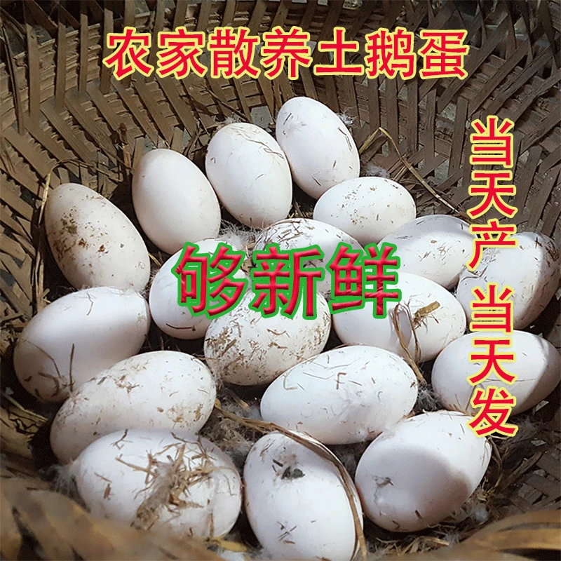 农场直发 新鲜鹅蛋