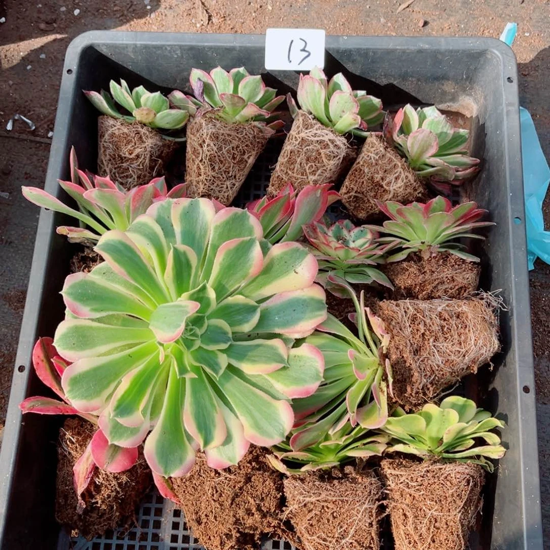 一物一拍多肉法师13组合小苗量拍