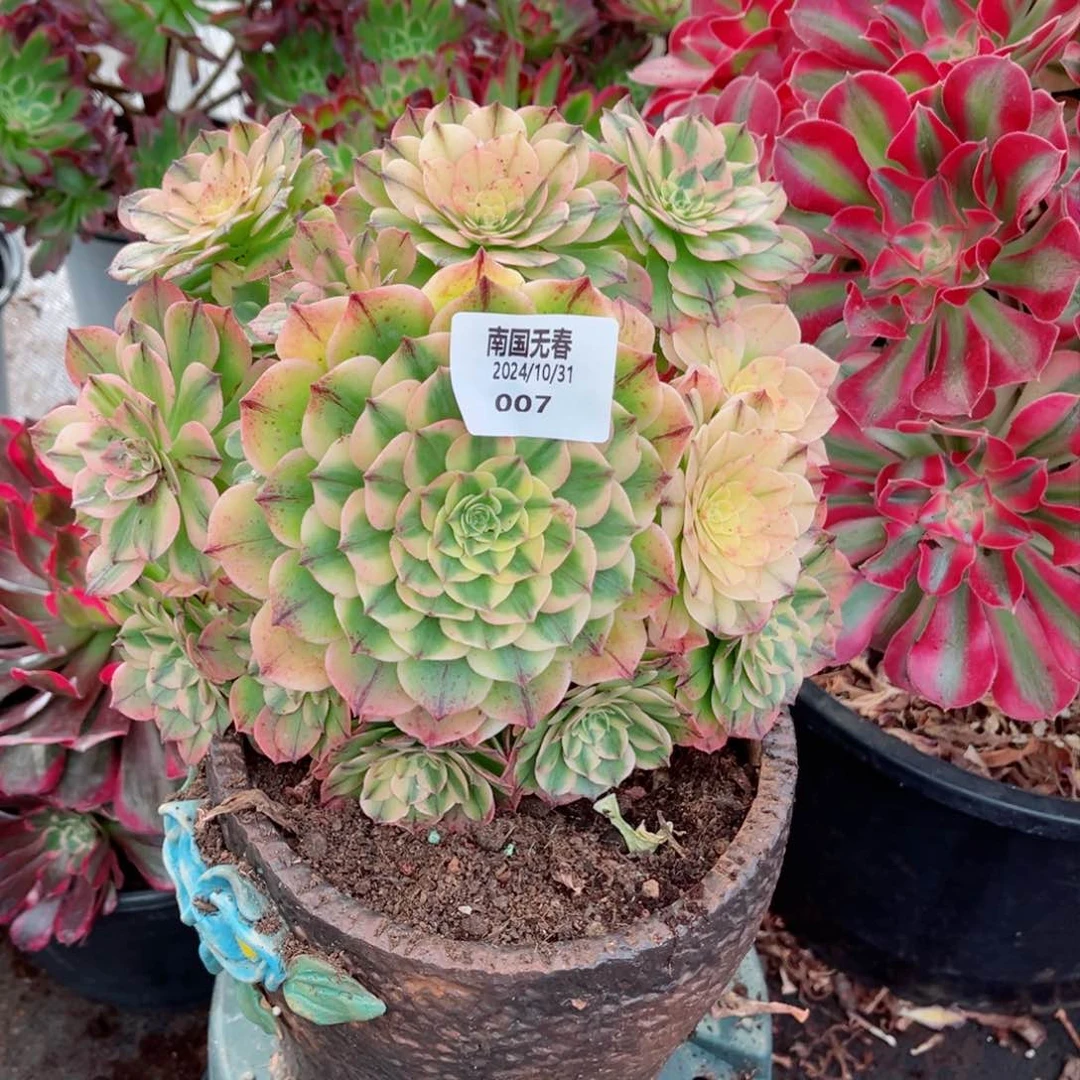 一物一拍多肉法师07