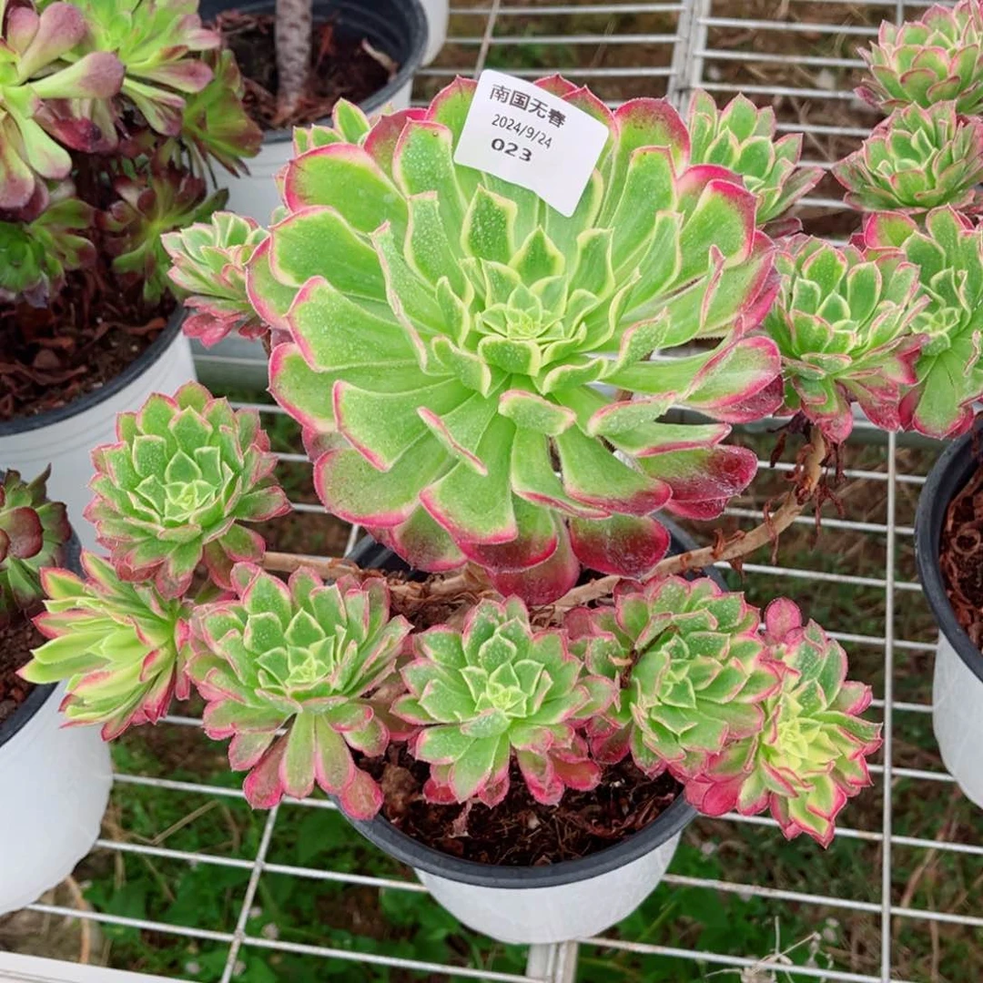 一物一拍多肉法师23