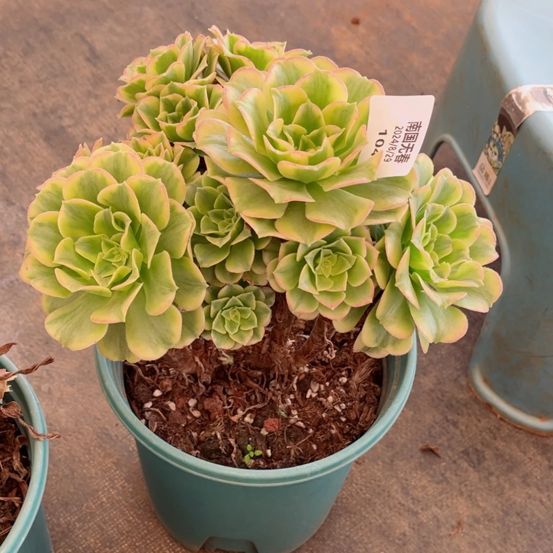 一物一拍多肉法师104