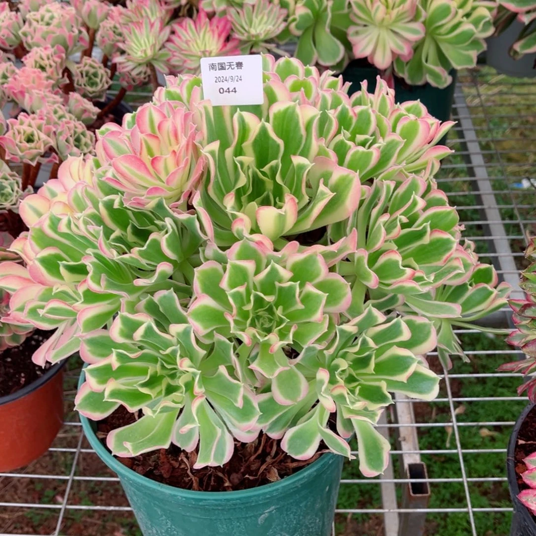 一物一拍多肉法师44