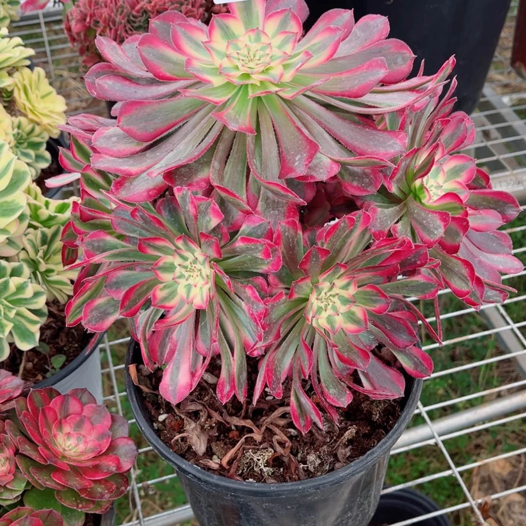 一物一拍多肉法师39