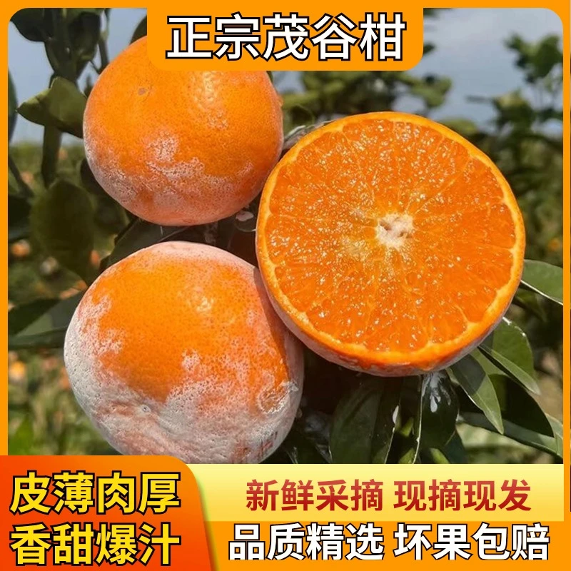【皮薄·爆汁1】正宗头茬茂谷柑脏脏柑4.7/8.2斤优质皮薄甄选
