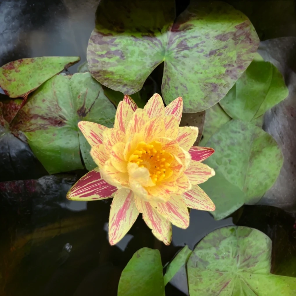 [帕拉尼]红黄双色大型耐寒睡莲品种花园阳台盆栽花卉绿植丰花品种