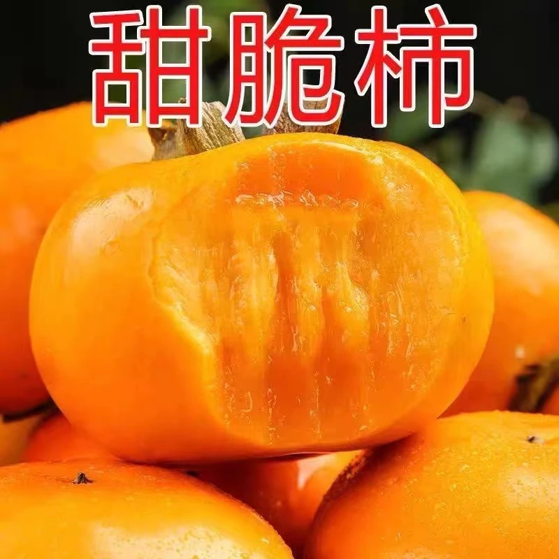 正宗嫁接无核糖心脆甜柿子果树苗盆栽地栽南方北方种植当年结果苗
