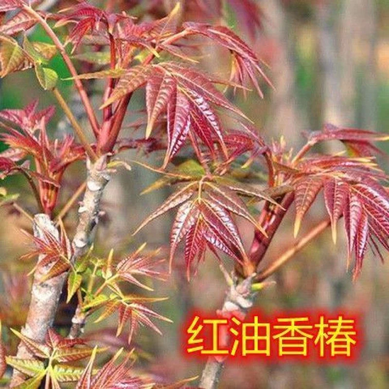 带土带叶可采摘食用红油绿油香椿树苗盆栽地栽南方北方种植香椿苗