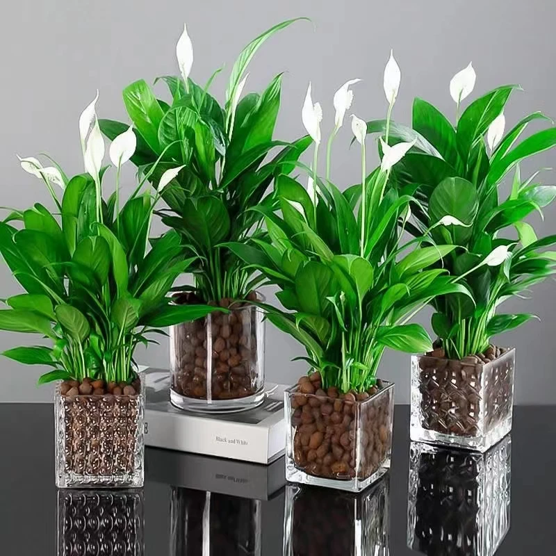 一帆风顺盆栽植物盆栽白掌盆栽室内绿植盆栽绿植客厅花卉绿植盆栽