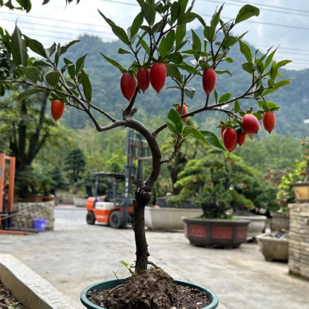 挂果金弹子以直播间为准