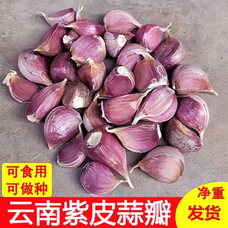 云南紫皮蒜蒜瓣2025年新货农家自种香蒜大蒜种籽可吃可种