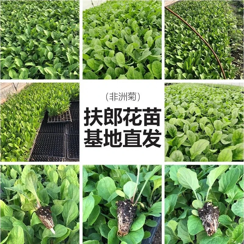 弗朗非洲菊10颗颜色随机装