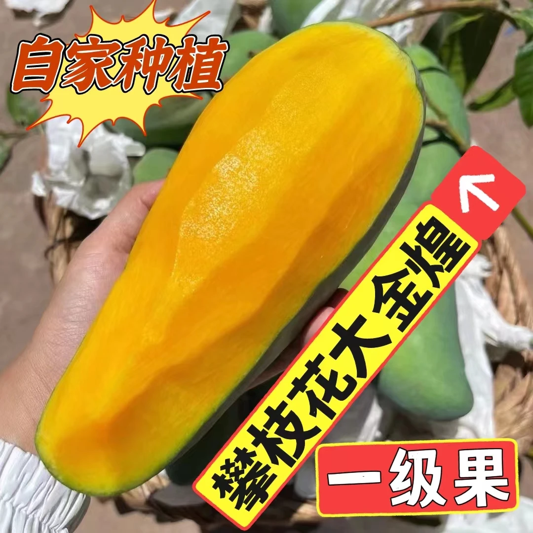 四川攀枝花特产金煌芒现摘当季水果3/5/8斤新鲜青皮甜芒果大青芒