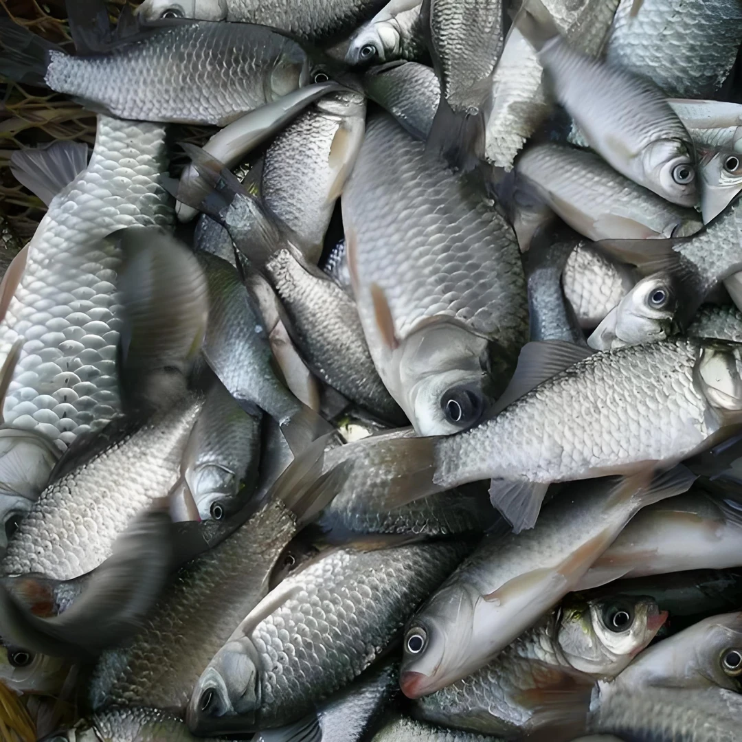 水库大鲫鱼4～9两5斤